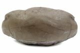 Bargain, Enrolled Illaenus Trilobite Fossil - Russia #363222-1